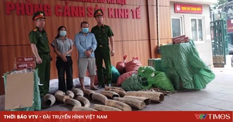 Phá đường dây buôn bán, vận chuyển 242 kg ngà voi, gần 70.000 bao thuốc lá lậu
