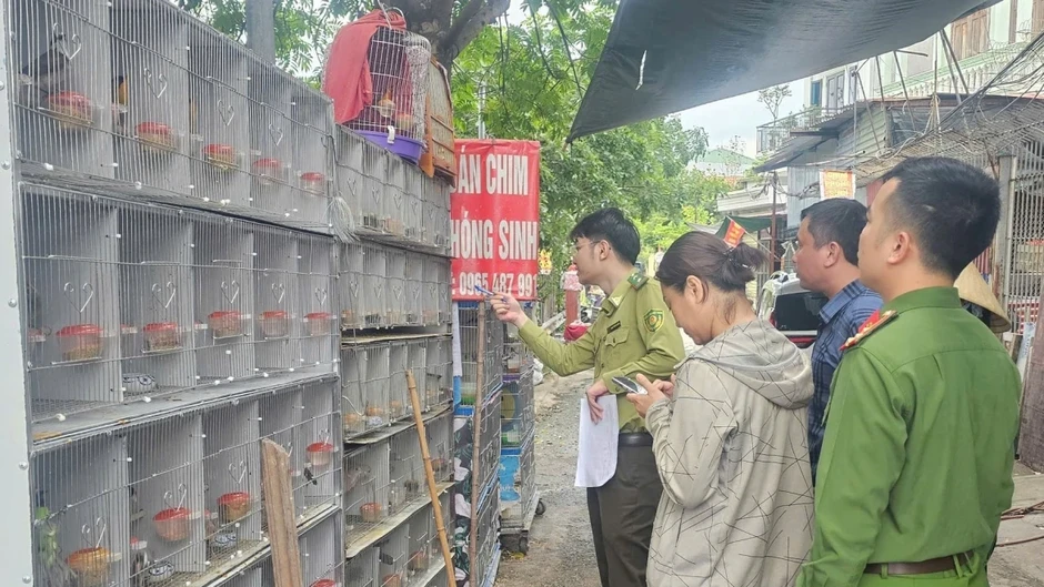 Phát hiện ba trường hợp nuôi nhốt gần 1.000 chim hoang dã ở Hải Phòng Phát hiện ba trường hợp nuôi nhốt gần 1.000 chim hoang dã ở Hải Phòng