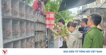 Phát hiện ba trường hợp nuôi nhốt gần 1.000 chim hoang dã ở Hải Phòng