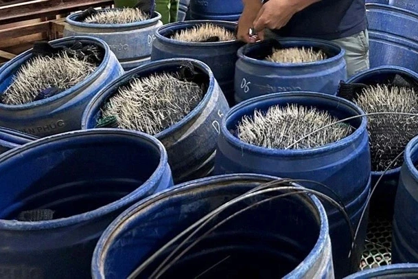 Phát hiện cơ sở sản xuất giá đỗ dùng chất cấm ở Hải Phòng Phát hiện cơ sở sản xuất giá đỗ dùng chất cấm ở Hải Phòng