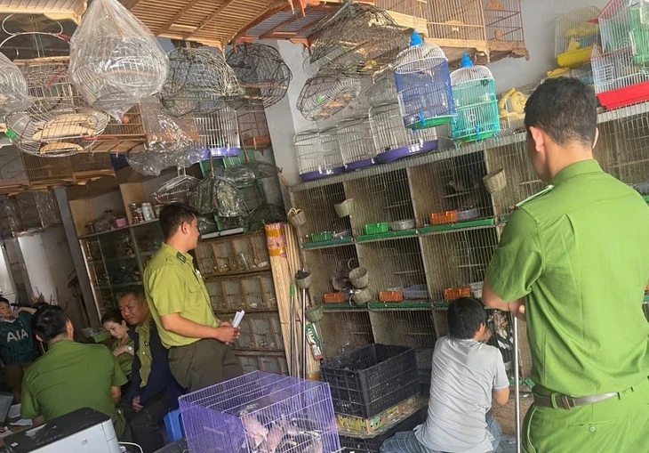 Phát hiện hàng chục con chim quý hiếm bị nuôi nhốt trái phép Phát hiện hàng chục con chim quý hiếm bị nuôi nhốt trái phép
