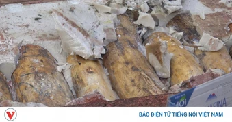 Phát hiện hơn 1,1 tấn ngà voi giấu tinh vi trong 3 container gỗ tại Cảng Quy Nhơn