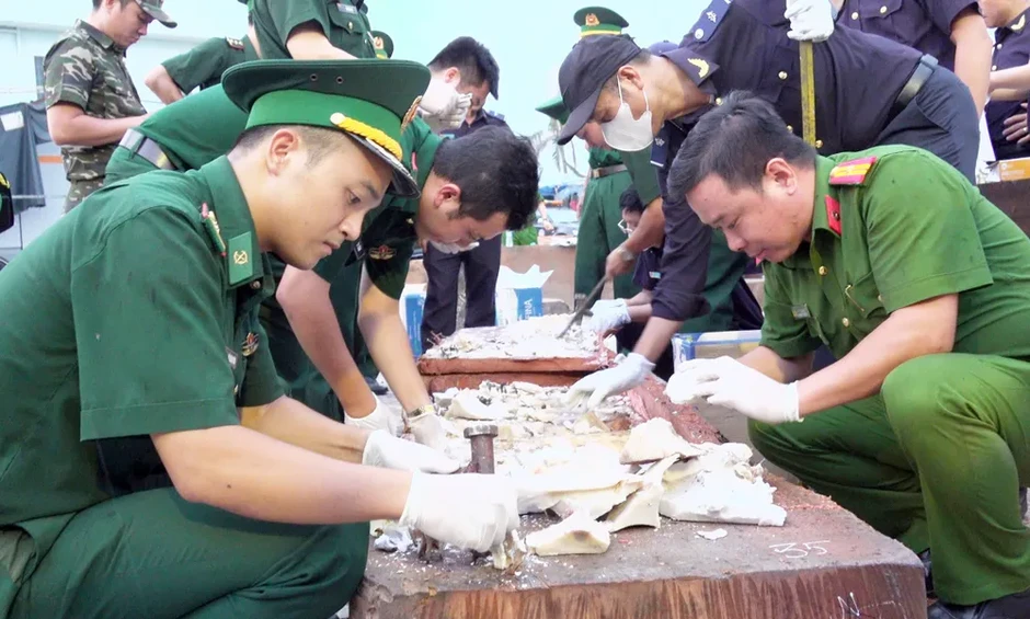 Phát hiện hơn 1,1 tấn ngà voi giấu trong lô gỗ nhập khẩu từ Congo Phát hiện hơn 1,1 tấn ngà voi giấu trong lô gỗ nhập khẩu từ Congo
