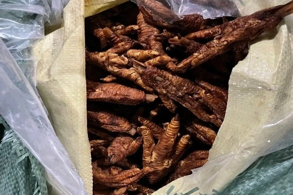 Phát hiện hơn 8,7 tấn chân gà không rõ nguồn gốc ở Quảng Ninh Phát hiện hơn 8,7 tấn chân gà không rõ nguồn gốc ở Quảng Ninh