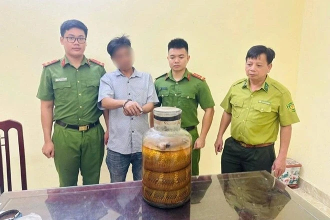 Phát hiện người đàn ông bán rượu ngâm rắn hổ mang chúa Phát hiện người đàn ông bán rượu ngâm rắn hổ mang chúa