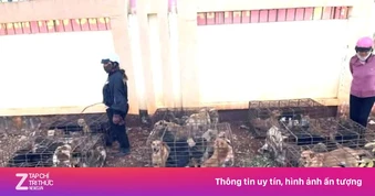 Phát hiện 'trại' chó gần 70 con nghi bị trộm