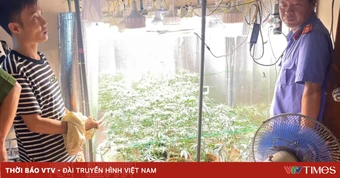 Phát hiện vườn cần sa trong phòng ngủ, lắp cả hệ thống đèn và đo nhiệt độ