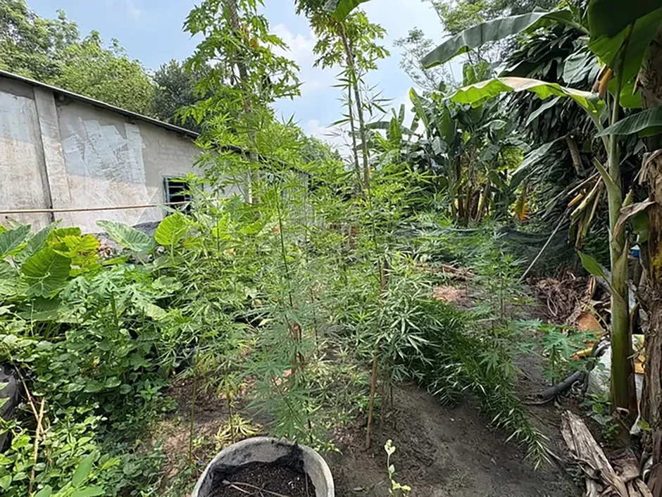 Phát hiện, xử lý một số người dân trồng cần sa tại nhà để sử dụng và bán Phát hiện, xử lý một số người dân trồng cần sa tại nhà để sử dụng và bán