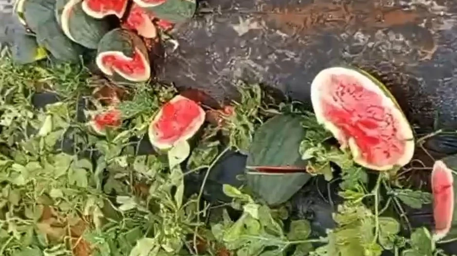 Ruộng dưa hấu sắp thu hoạch bị kẻ xấu phá nát Ruộng dưa hấu sắp thu hoạch bị kẻ xấu phá nát