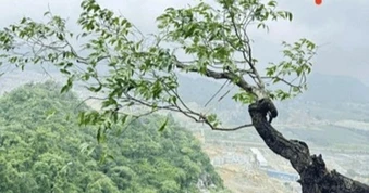 Săn cây muội hồng có thể bị truy cứu trách nhiệm hình sự