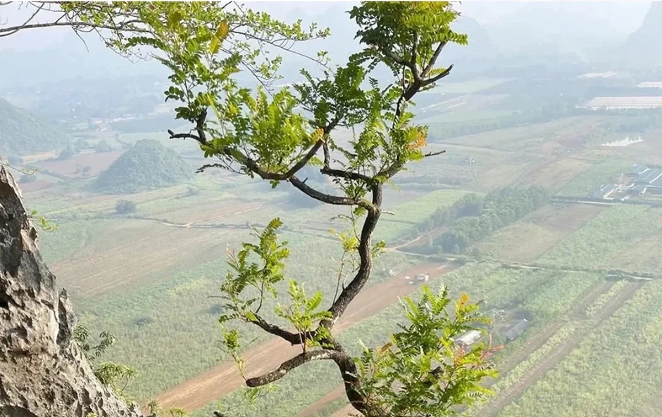 Thanh Hóa: Kiểm lâm thu giữ 280 cây muội hồng, xử phạt hàng trăm triệu đồng Thanh Hóa: Kiểm lâm thu giữ 280 cây muội hồng, xử phạt hàng trăm triệu đồng