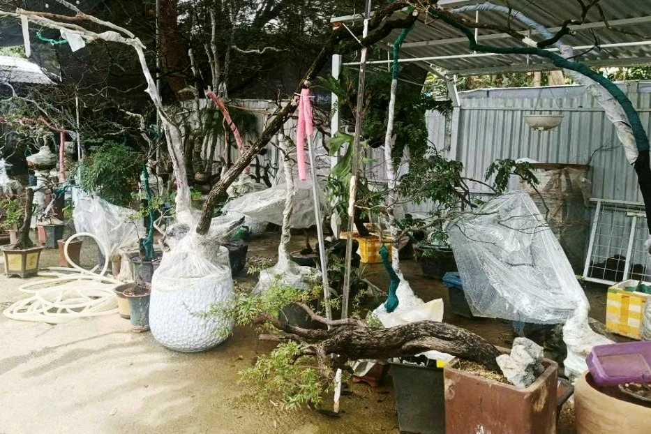 Thanh Hóa: Kiểm lâm thu giữ 280 cây muội hồng, xử phạt hàng trăm triệu đồng Thanh Hóa: Kiểm lâm thu giữ 280 cây muội hồng, xử phạt hàng trăm triệu đồng