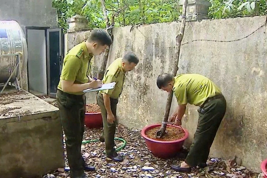 Thanh Hóa: Kiểm lâm thu giữ 280 cây muội hồng, xử phạt hàng trăm triệu đồng Thanh Hóa: Kiểm lâm thu giữ 280 cây muội hồng, xử phạt hàng trăm triệu đồng