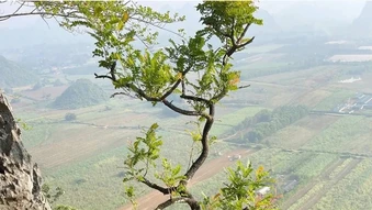 Thanh Hóa: Kiểm lâm thu giữ 280 cây muội hồng, xử phạt hàng trăm triệu đồng