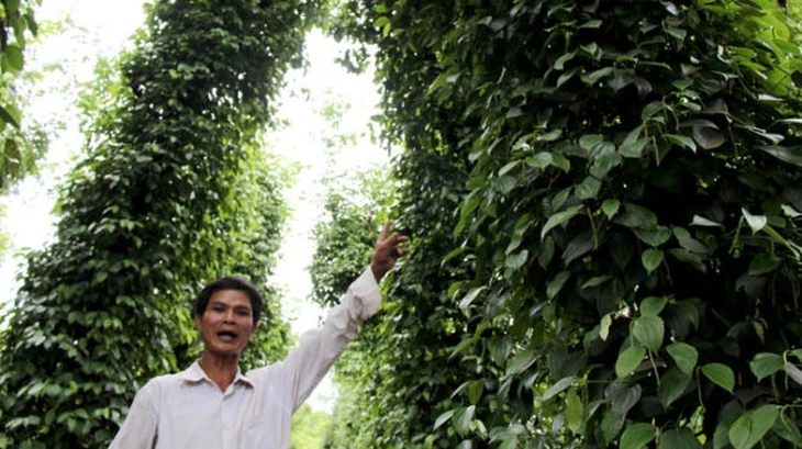 Thanh tra việc cấp 'sổ đỏ' trên đất thu hồi từ Vinacafe Thanh tra việc cấp 'sổ đỏ' trên đất thu hồi từ Vinacafe