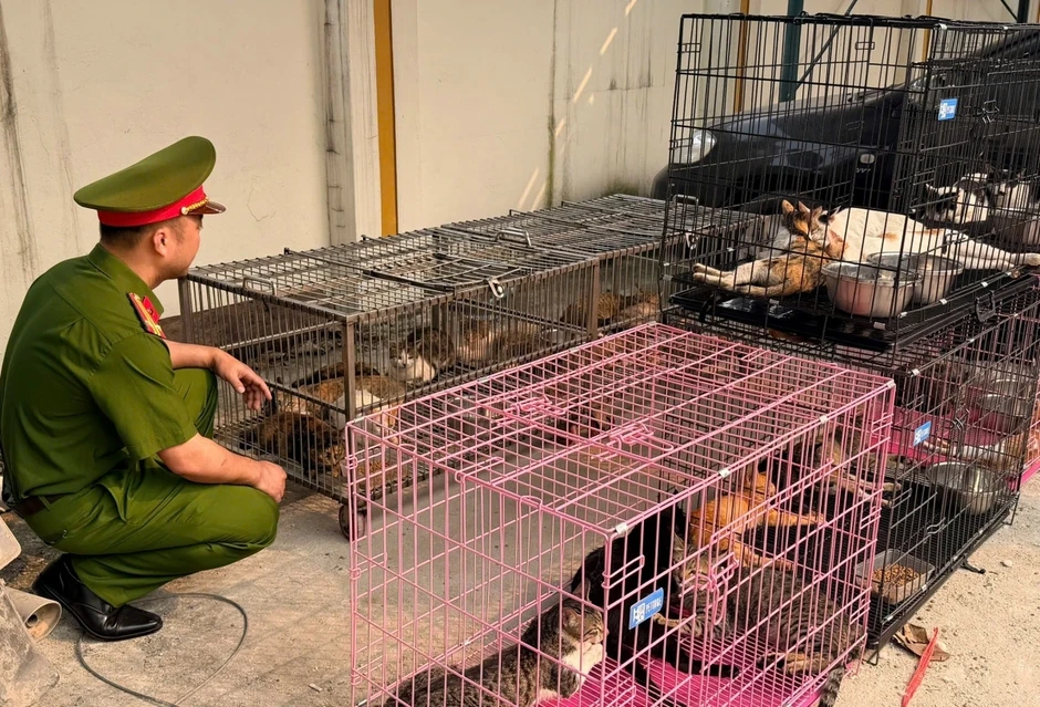 Thủ đoạn của nhóm đối tượng trộm hơn 300 con mèo ở Hà Nội Thủ đoạn của nhóm đối tượng trộm hơn 300 con mèo ở Hà Nội