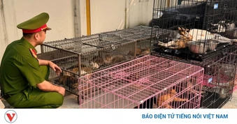 Thủ đoạn của nhóm đối tượng trộm hơn 300 con mèo ở Hà Nội