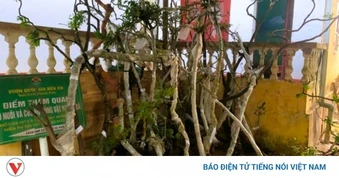 Thu giữ hơn 100 cây muội hồng tại vườn một nhà dân tại Thanh Hoá