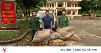 Thu giữ trên 600kg nguyên liệu thuốc lá, tiêu hủy gần 500 cây thuốc phiện