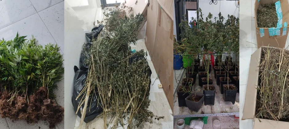 Thuê căn hộ để trồng cần sa Thuê căn hộ để trồng cần sa