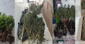 Thuê căn hộ để trồng cần sa