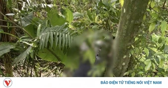 Tìm thấy thi thể nghi phạm trong vụ sát hại vợ cũ ở Quảng Trị