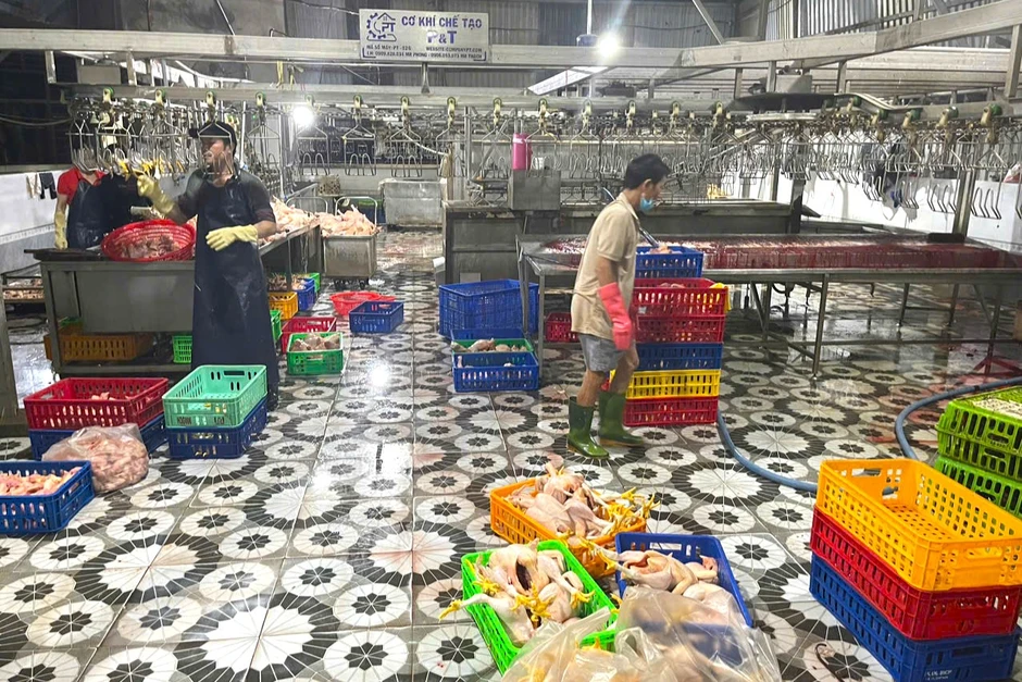 TP Hồ Chí Minh: Phát hiện điểm giết mổ gia cầm trái phép, buộc xử lý gần 1 tấn gà TP Hồ Chí Minh: Phát hiện điểm giết mổ gia cầm trái phép, buộc xử lý gần 1 tấn gà