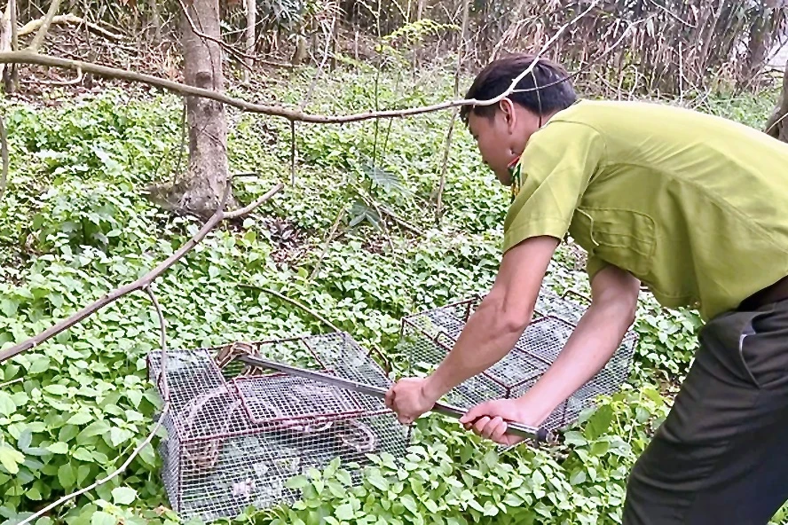 Trăn đất quý hiếm 11 kg lạc vào vườn nhà, người dân báo chính quyền