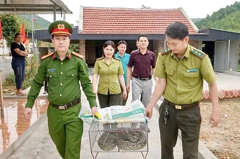 Trăn đất quý hiếm 11 kg lạc vào vườn nhà, người dân báo chính quyền