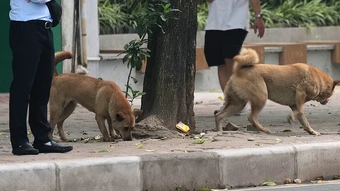 Trẻ tự ý trèo tường vào nhà bị chó cắn, tôi có phải bồi thường?