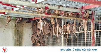 Triệt phá đường dây buôn bán, vận chuyển động vật nguy cấp, quý hiếm liên tỉnh