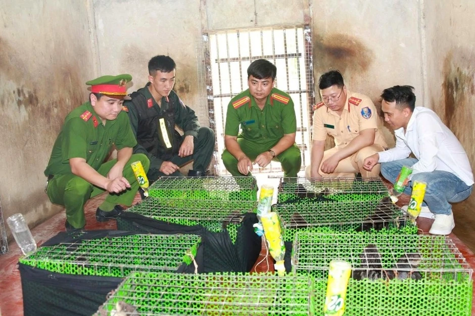 Triệt phá đường dây buôn bán, vận chuyển động vật nguy cấp, quý hiếm liên tỉnh Triệt phá đường dây buôn bán, vận chuyển động vật nguy cấp, quý hiếm liên tỉnh