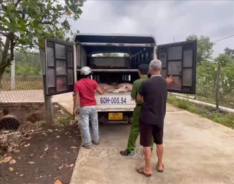 Triệt phá đường dây mua bán lợn giống không rõ nguồn gốc