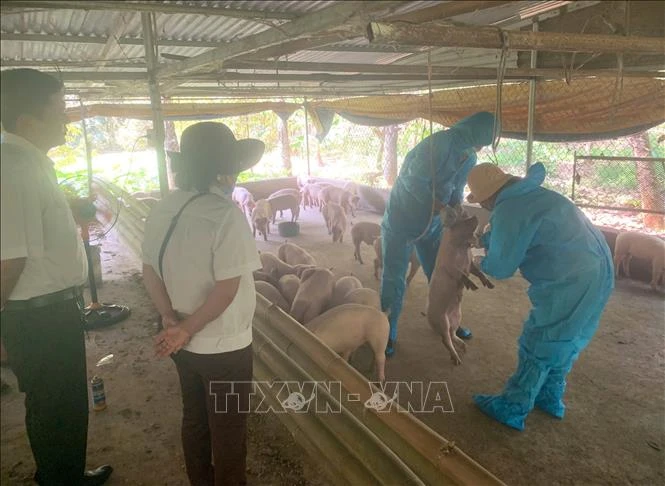 Triệt phá đường dây mua bán lợn giống không rõ nguồn gốc Triệt phá đường dây mua bán lợn giống không rõ nguồn gốc