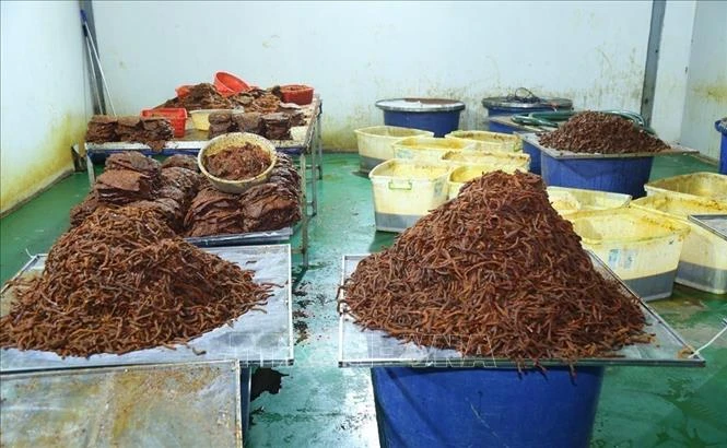 Triệt phá đường dây sản xuất, buôn bán thịt bò giả quy mô lớn Triệt phá đường dây sản xuất, buôn bán thịt bò giả quy mô lớn
