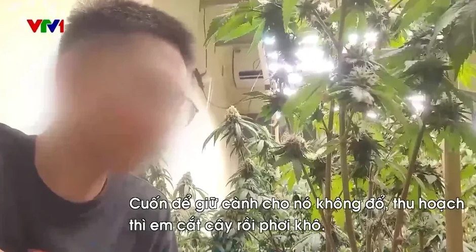Triệt phá đường dây trồng, chế biến cần sa tại nhà ngay giữa Thủ đô Triệt phá đường dây trồng, chế biến cần sa tại nhà ngay giữa Thủ đô