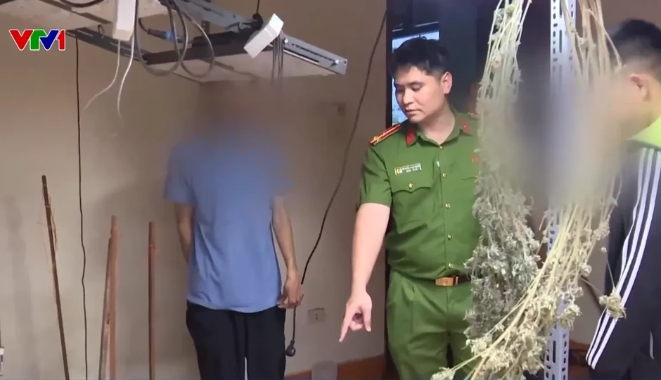 Triệt phá đường dây trồng, chế biến cần sa tại nhà ngay giữa Thủ đô Triệt phá đường dây trồng, chế biến cần sa tại nhà ngay giữa Thủ đô