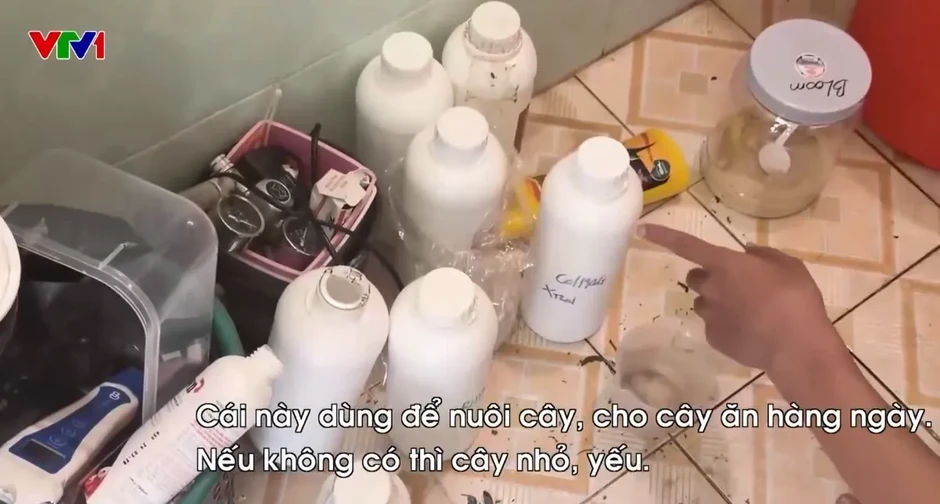 Triệt phá đường dây trồng, chế biến cần sa tại nhà ngay giữa Thủ đô Triệt phá đường dây trồng, chế biến cần sa tại nhà ngay giữa Thủ đô