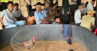 Triệt phá sới gà do hai vợ chồng cầm đầu ở Tây Ninh