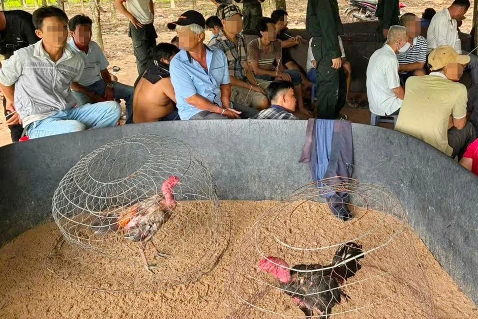 Triệt phá sới gà do hai vợ chồng cầm đầu ở Tây Ninh Triệt phá sới gà do hai vợ chồng cầm đầu ở Tây Ninh