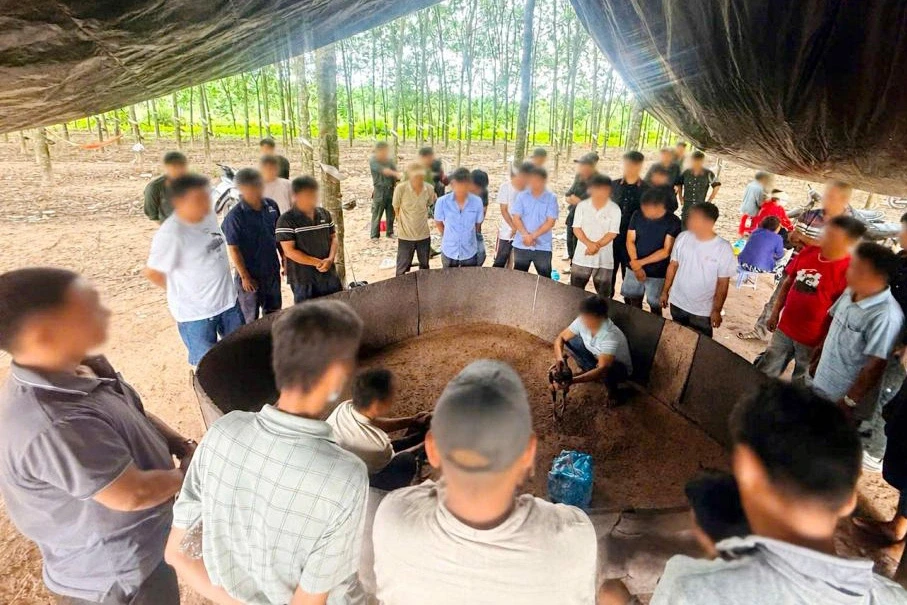 Triệt phá sới gà do hai vợ chồng cầm đầu ở Tây Ninh Triệt phá sới gà do hai vợ chồng cầm đầu ở Tây Ninh
