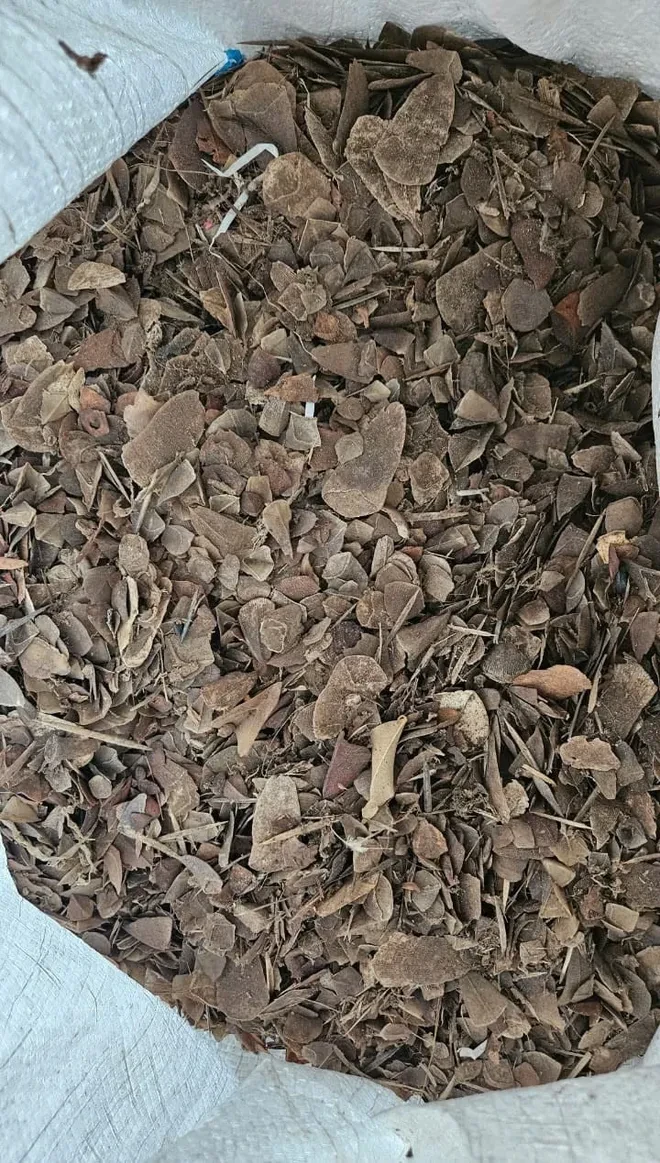 Tuyên phạt tổng 16 năm tù cho 2 đối tượng buôn bán gần 1 tấn vẩy tê tê châu Phi Tuyên phạt tổng 16 năm tù cho 2 đối tượng buôn bán gần 1 tấn vẩy tê tê châu Phi