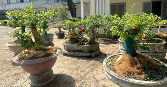 Vụ 42 cây mai vàng ở Côn Đảo: Phải chứng minh lâm sản, mới xử phạt được