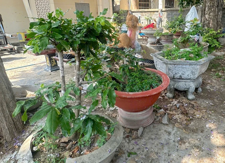 Vụ 42 cây mai vàng ở Côn Đảo: Phải chứng minh lâm sản, mới xử phạt được Vụ 42 cây mai vàng ở Côn Đảo: Phải chứng minh lâm sản, mới xử phạt được