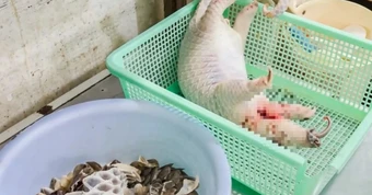 Vụ nhà hàng mua tê tê, xẻ thịt phục vụ thực khách: Khởi tố thêm chồng của chủ nhà hàng