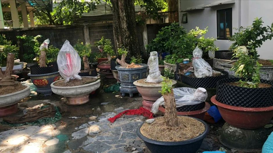 Vụ tịch thu mai: Muốn xử phạt, phải chứng minh 42 cây mai là lâm sản Vụ tịch thu mai: Muốn xử phạt, phải chứng minh 42 cây mai là lâm sản