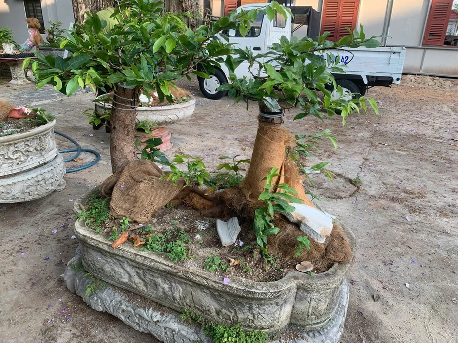 Vụ tịch thu mai: Muốn xử phạt, phải chứng minh 42 cây mai là lâm sản Vụ tịch thu mai: Muốn xử phạt, phải chứng minh 42 cây mai là lâm sản