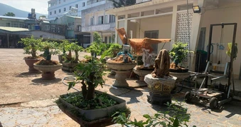 Vụ tịch thu mai: Sẽ điều chỉnh quyết định phạt, hoàn trả 21 gốc cây mai