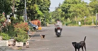 Xã Nhà Bè, TP.HCM: Người dân khốn khổ, bị tai nạn vì chó thả rông