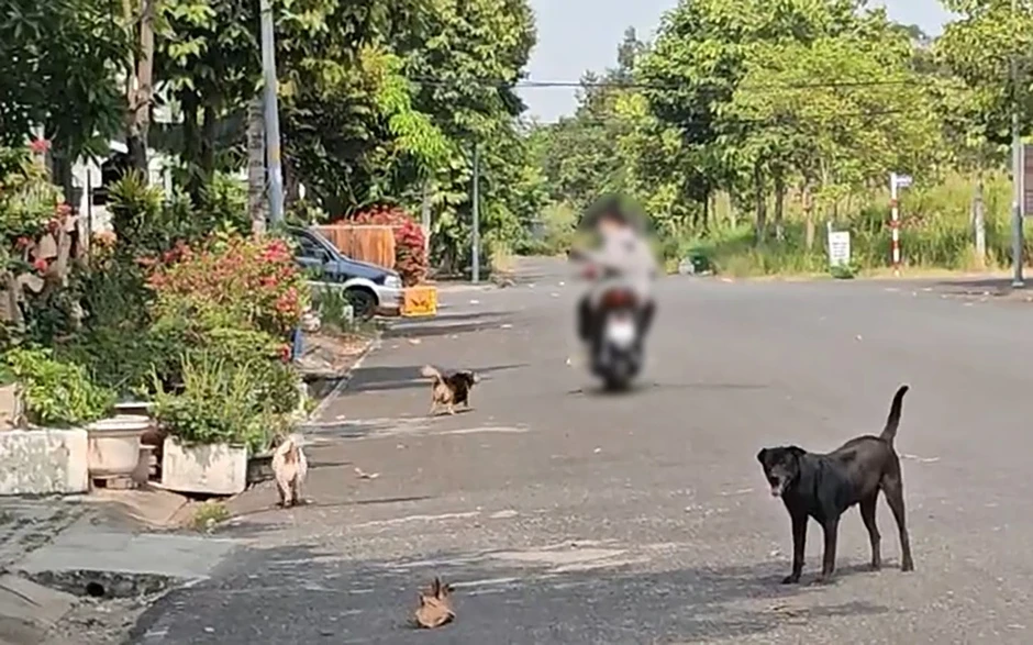Xã Nhà Bè, TP.HCM: Người dân khốn khổ, bị tai nạn vì chó thả rông Xã Nhà Bè, TP.HCM: Người dân khốn khổ, bị tai nạn vì chó thả rông